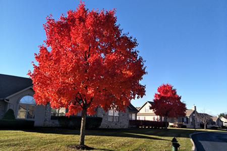 Autumn Blaze Maple