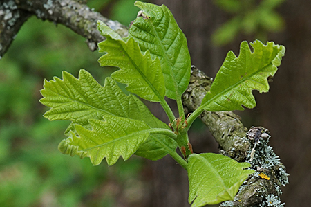 Swamp White Oak