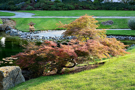 Japanese Maples