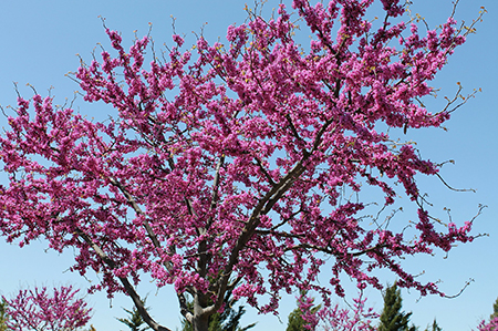 Redbuds