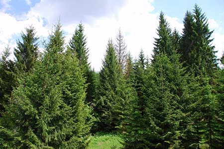 Norway Spruce