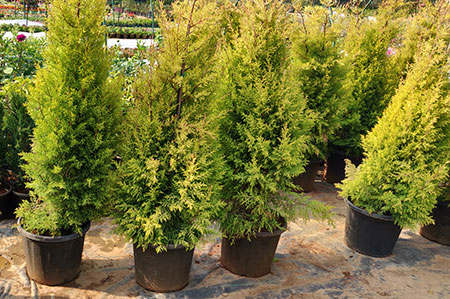 Emerald Green Arborvitae