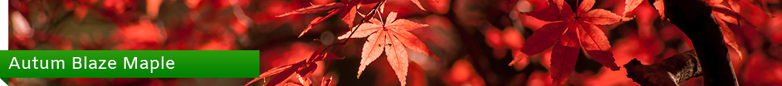 Autum Maple Blaze Trees