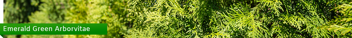 Emerald Green Arborvitaes